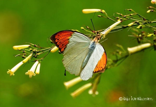 I want to fly like a butterfly around this world, till the last frame of my life and the last click of my heart.