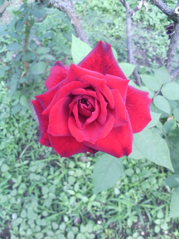 Beautiful Pink Rose