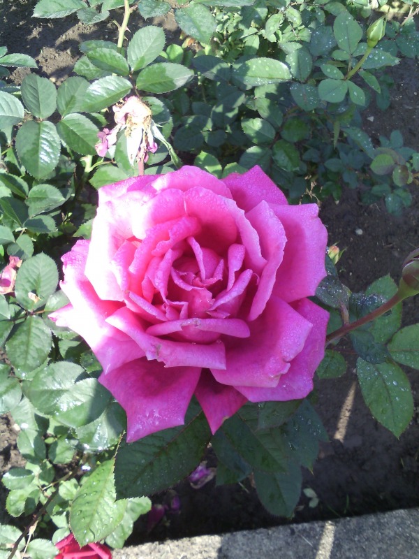 Pink Rose