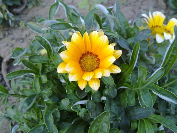 Gazania