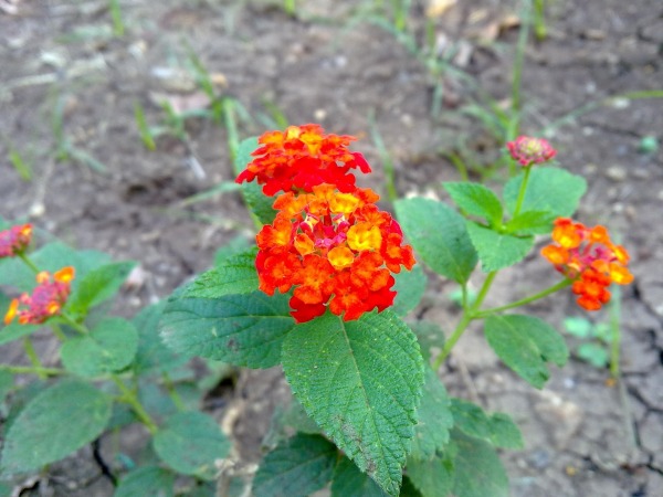 Lantana