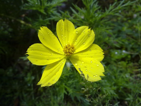 Yellow Flower