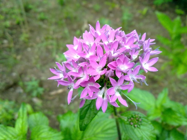 Pentas