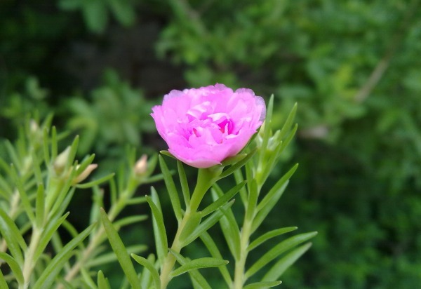 Pink Flower