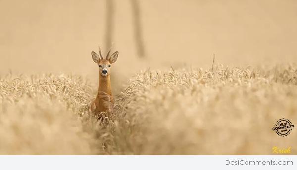 Antelope