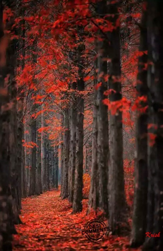 Flame of forest