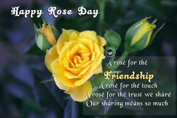 A Rose For The Friendship