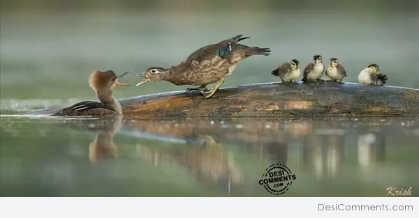 Birds