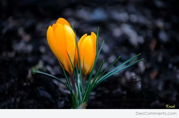 Night Flowers