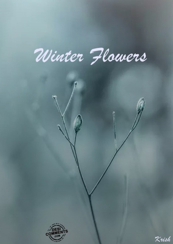 Winter Flowers