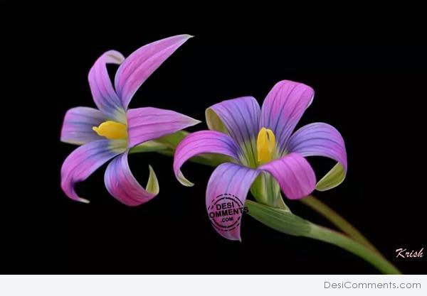 Pink flowers