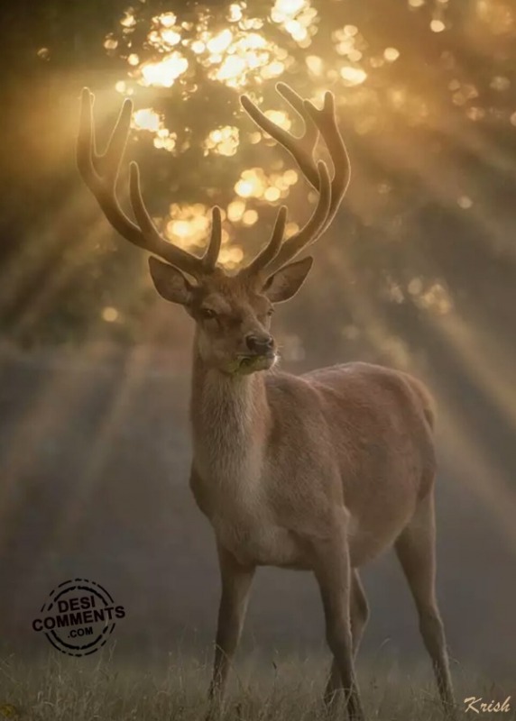 Deer