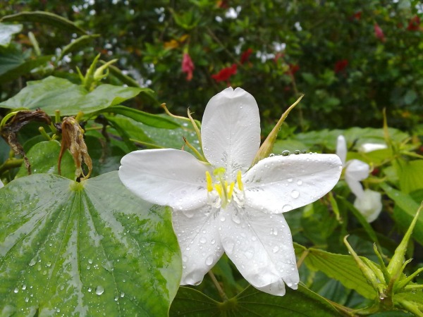 Bauhinia