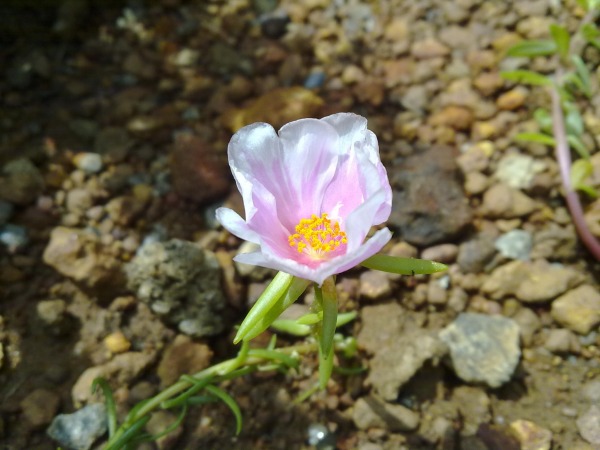 Portulaca Bicolour