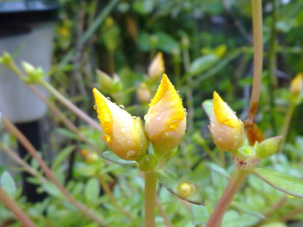 Portulaca Buds