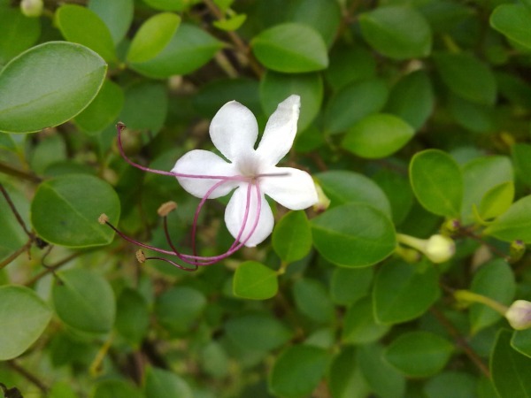 Indian Privet