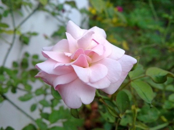 Pink Rose