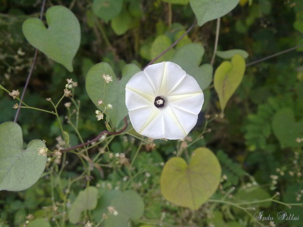 White Flower