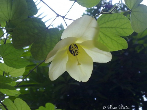 Bauhinia