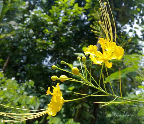 Yellow Flower