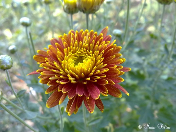 Chrysanthemum