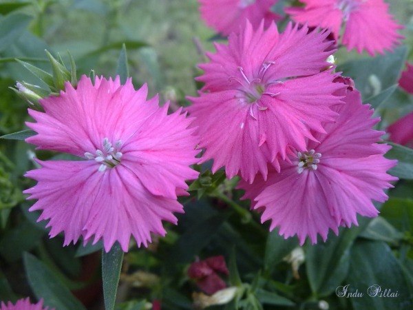 Dianthus