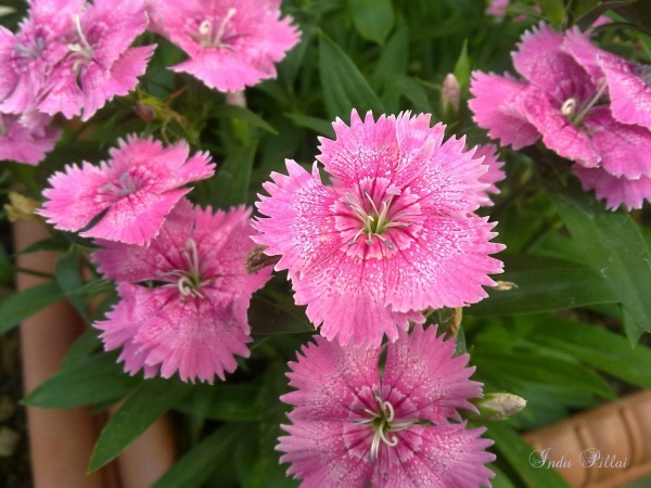 Dianthus