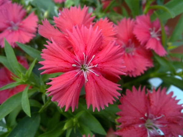 Dianthus