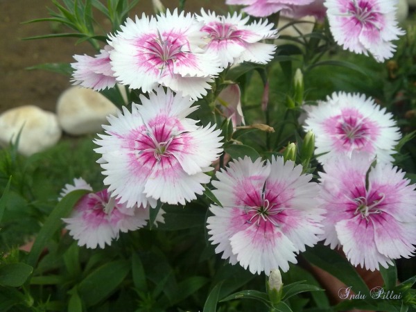 White And Pink Flower