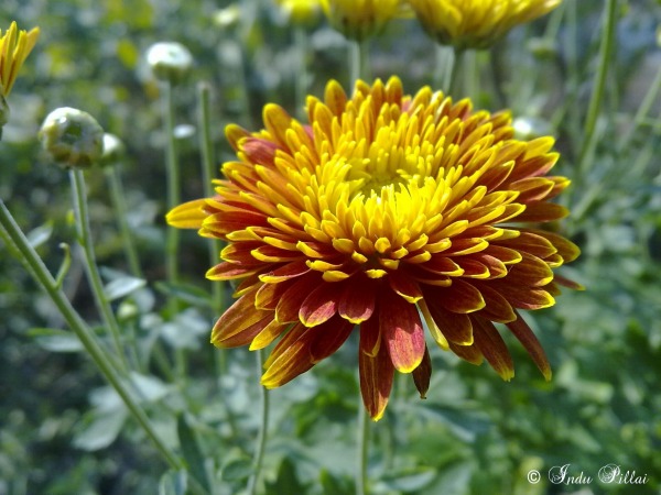 Chrysanthemum