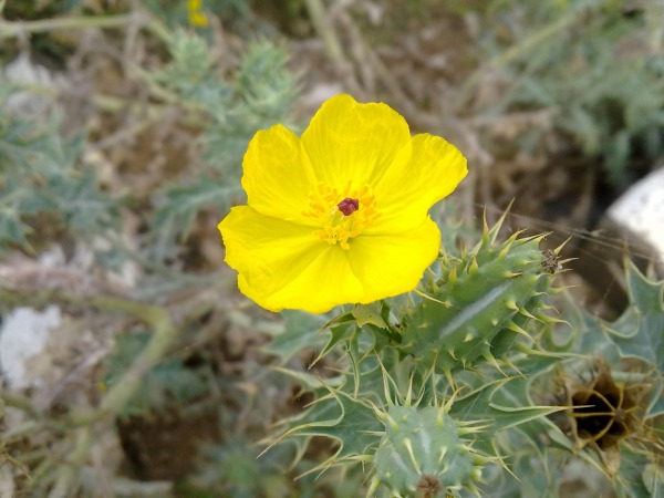 Mexican Prickly Poppy