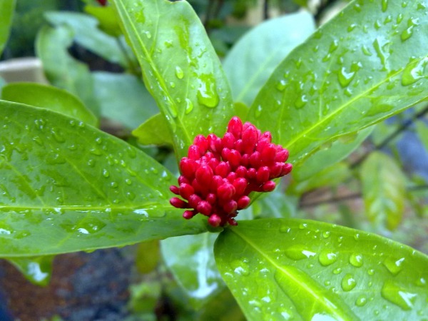 Ixora Buds