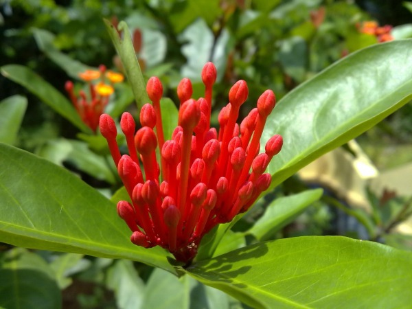 Ixora Buds