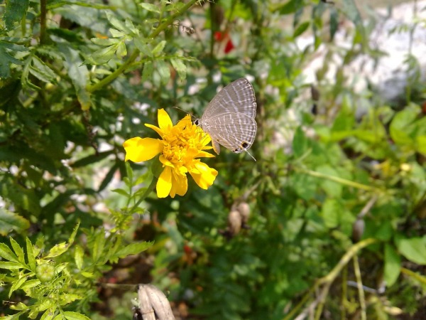 Butterfly and Flower