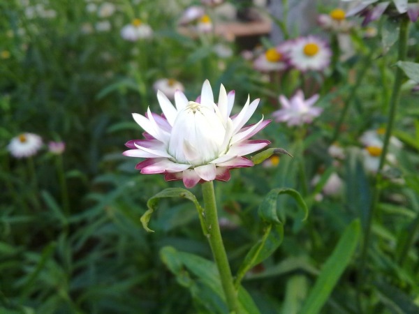 Strawflower