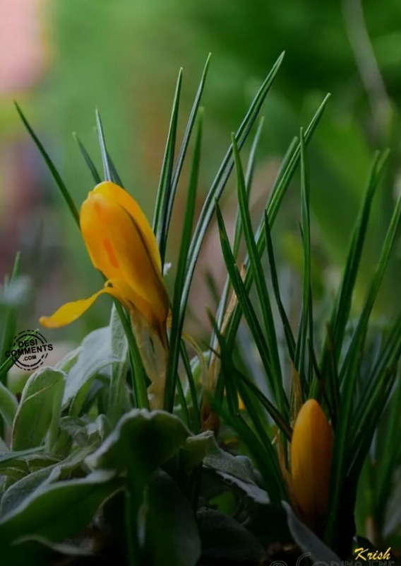 Blossoming Flowers