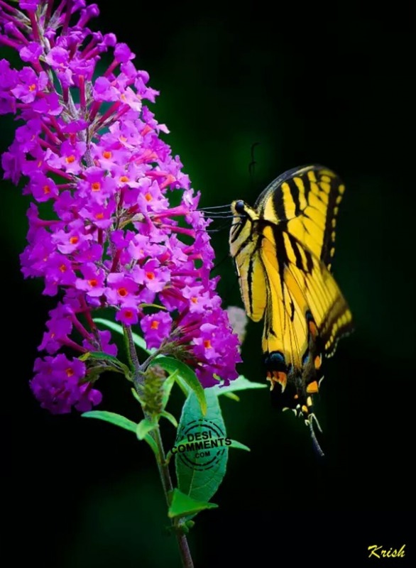 Beautiful Butterfly