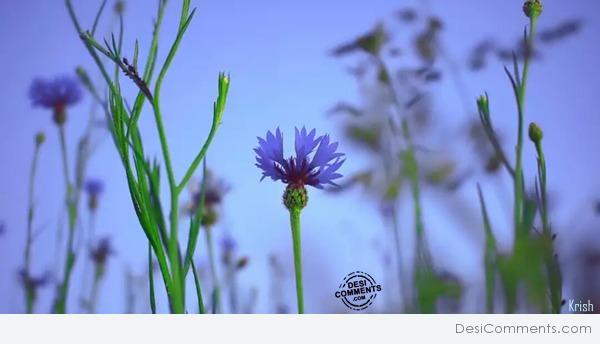Nice Flowers