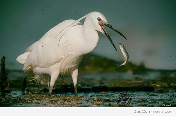 White Bird