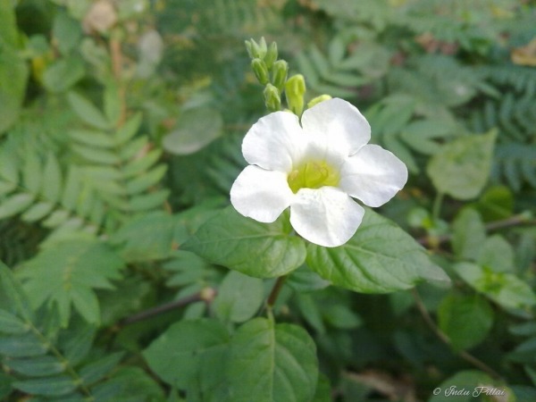 White flower