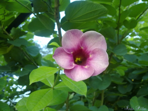 Allamanda