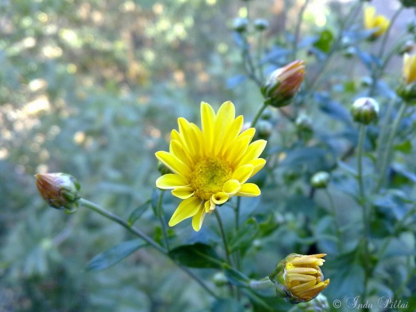 Chrysanthemum