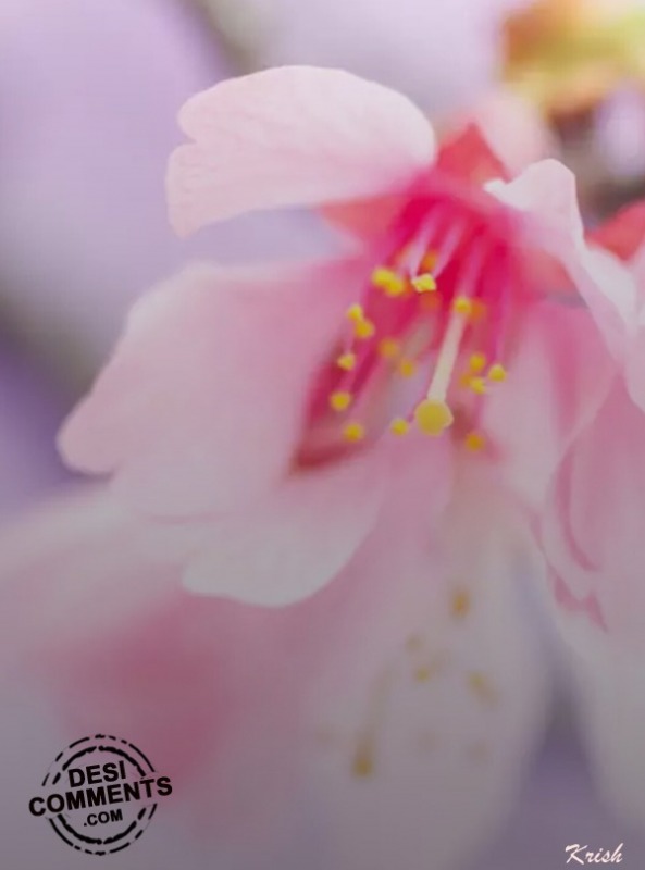 White And Pink Flower