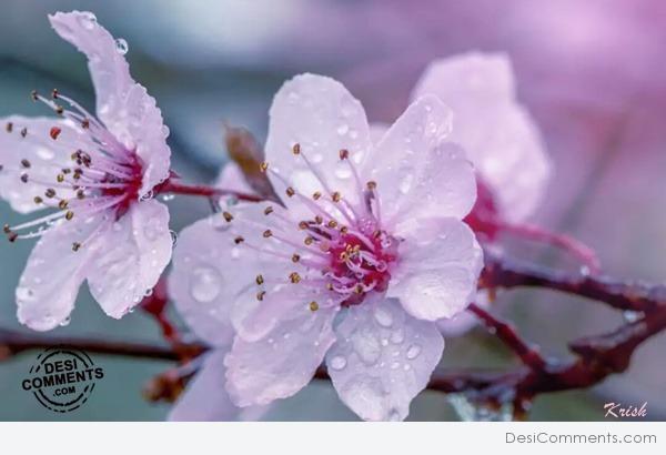 Flowers in Rain