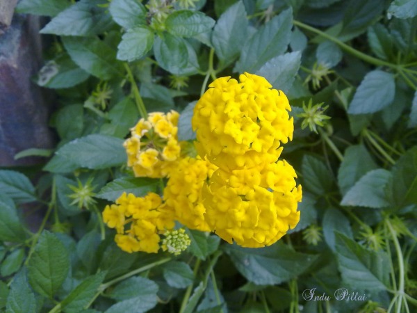 Lantana