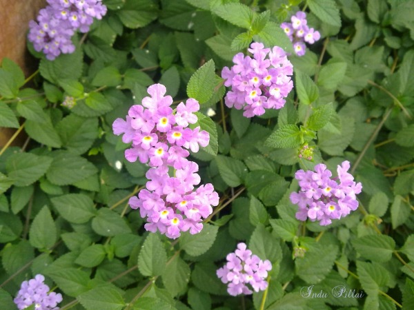 Lantana