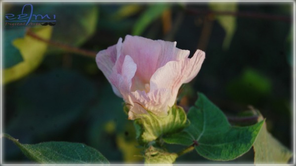 Cotton Seed Flower