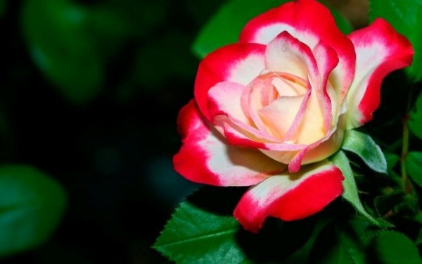Image Of Rose
