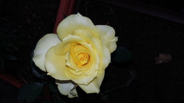 Yellow Rose