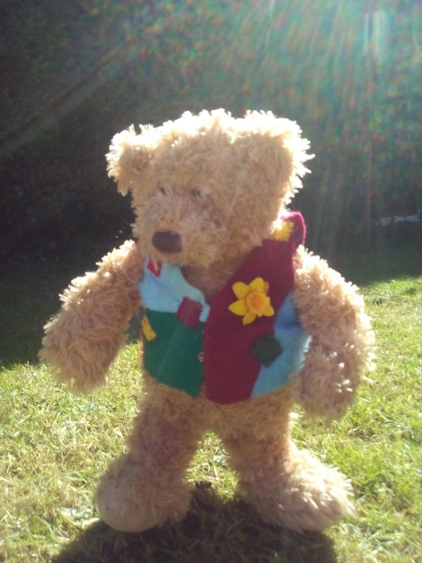 Teddy Bear On Grass